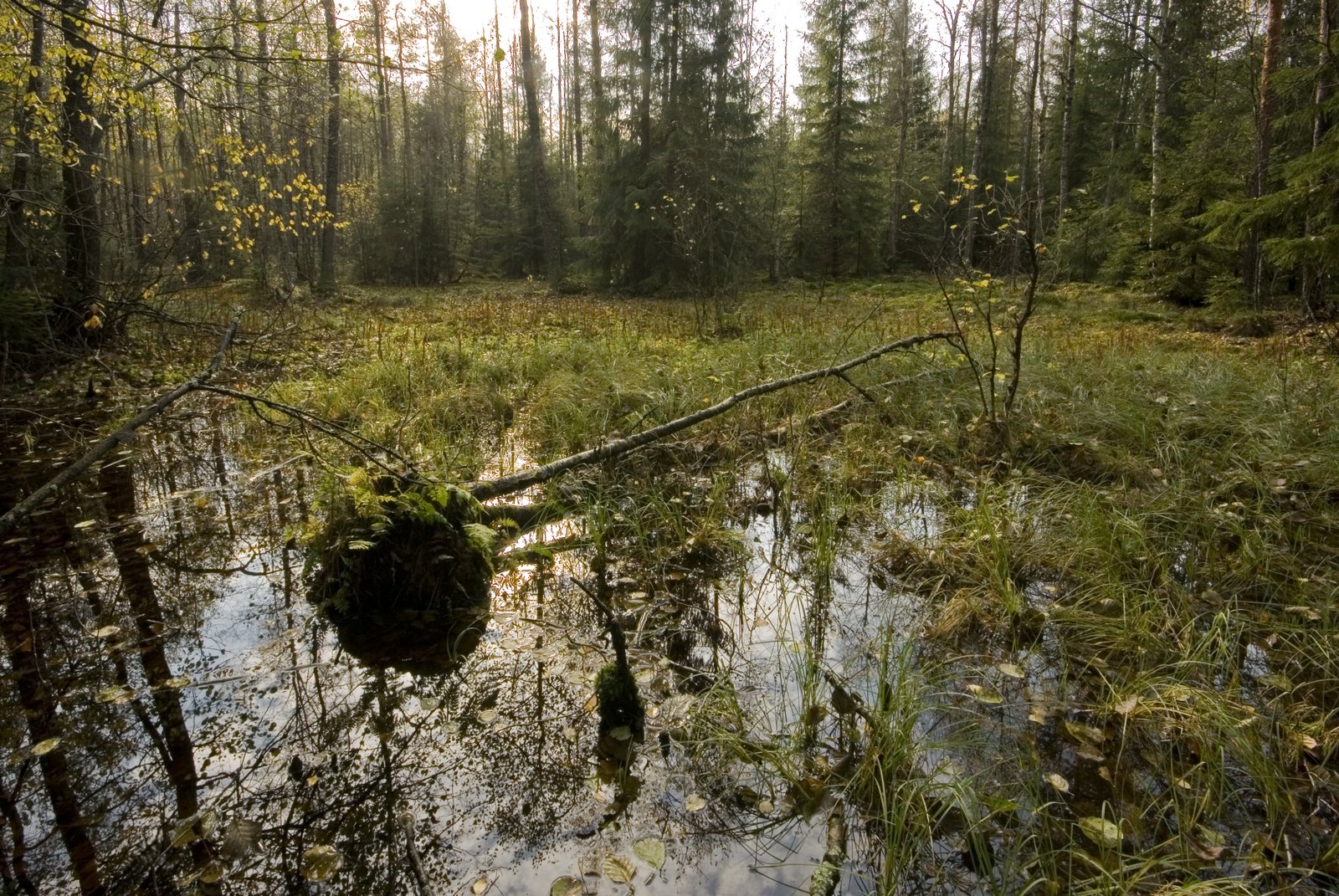 Kaatunut puu suolla.