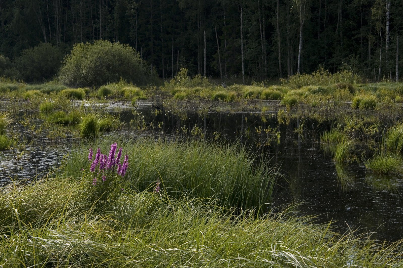 Kevät tulvalammella.