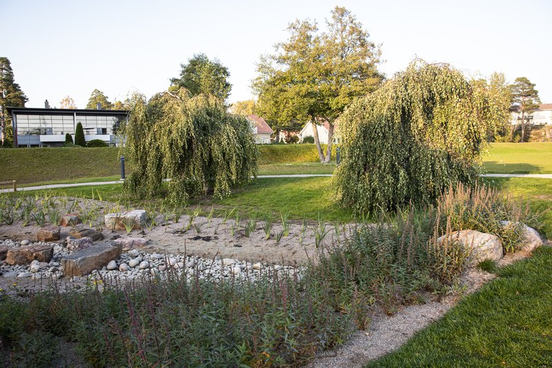 Nuottarannan tulvavalli, pajupuita ja taustalla rakennuksia.