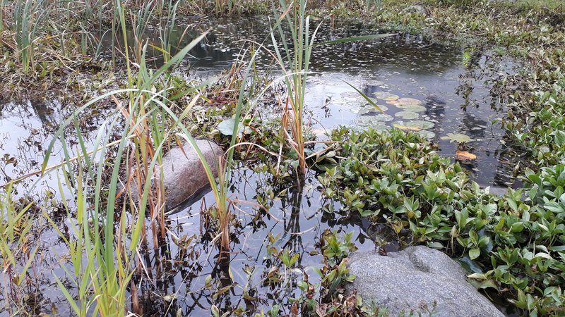 Vettä ja kasveja hulevesikosteikossa.