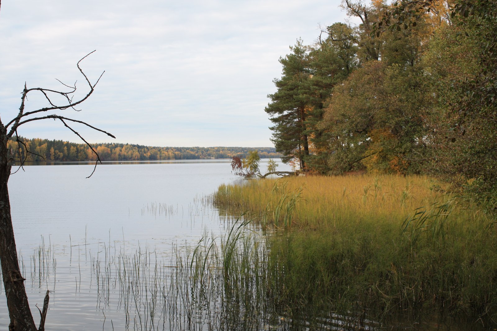 Bodominjärven rantaa syksyllä.