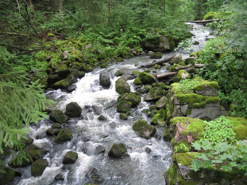 Vehreässä metsässä virtaava pieni koski.