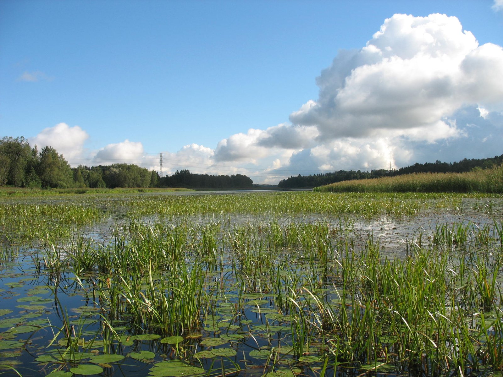Ruovikkoa Espoon Pitkäjärvellä.
