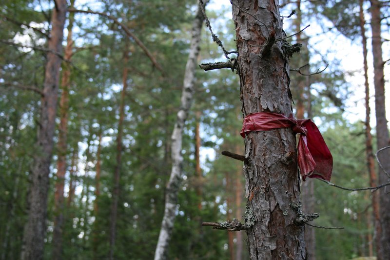 Metsänhoidollinen merkkinauha männyn rungossa