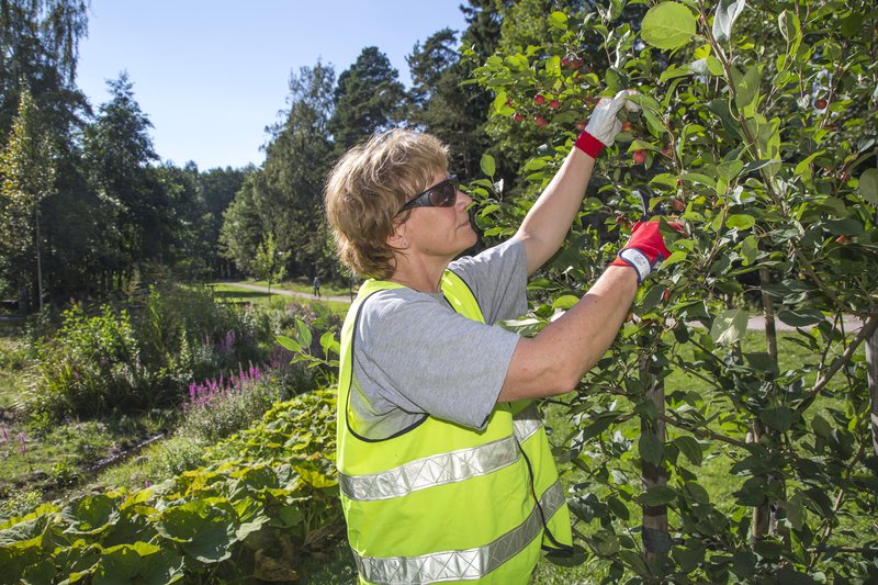 Puistotyöntekijä hoitaa puuta aurinkoisena kesäpäivänä.