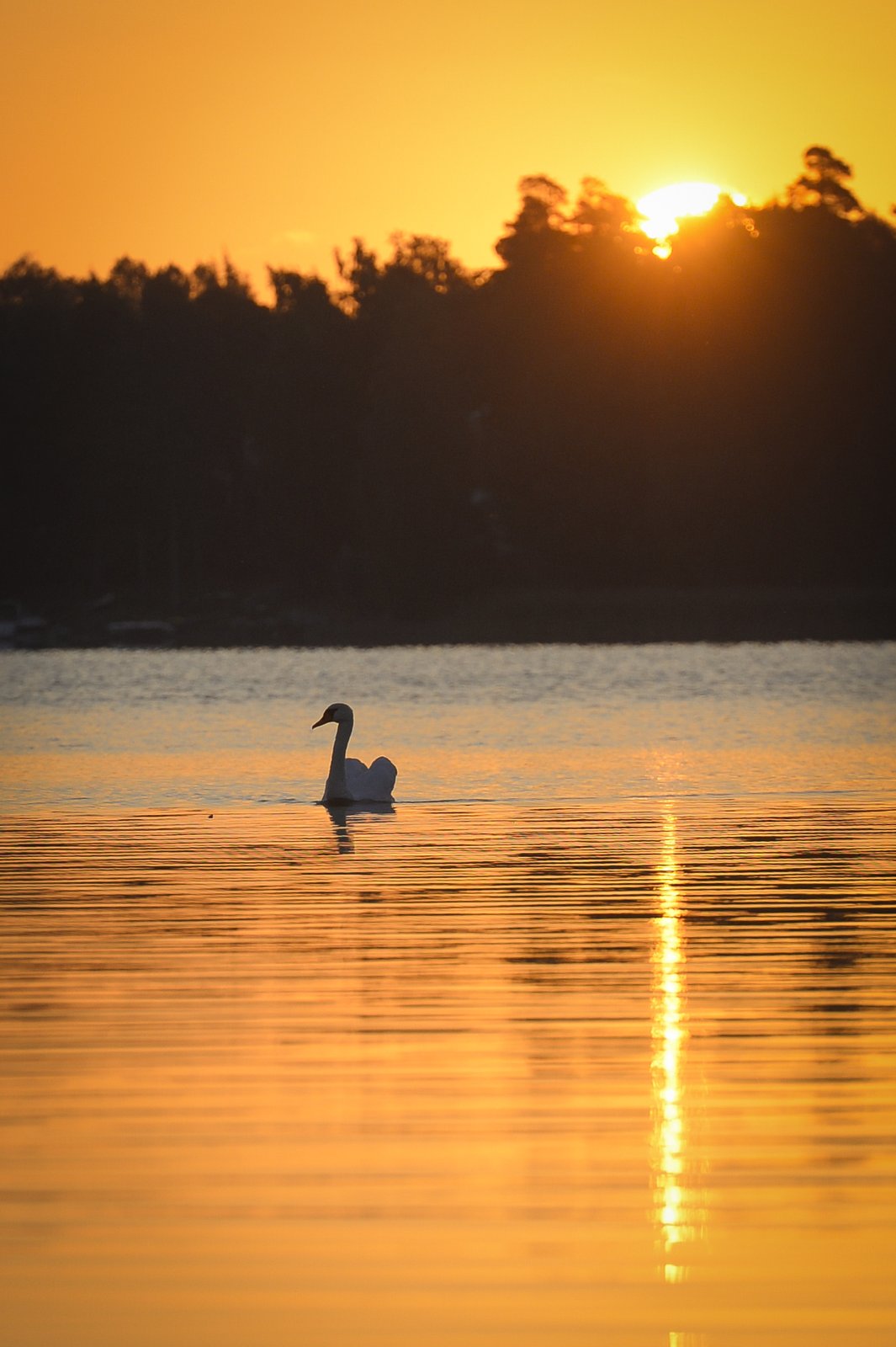 Joutsen merellä auringonlaskussa Otarannassa.
