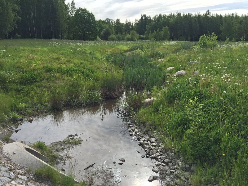 Vehreä hulevesikosteikko ja niitty.