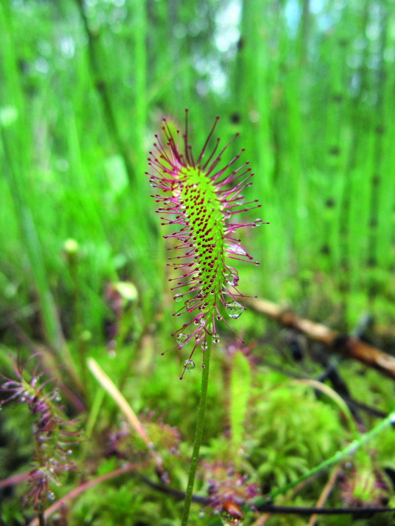 Lähikuva kihokista.