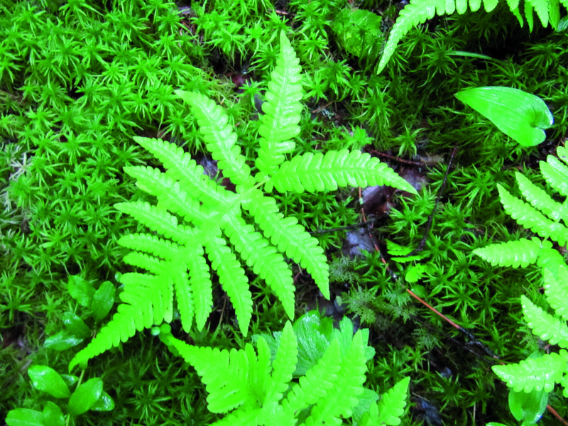 Lähikuva korpi-imarteesta.