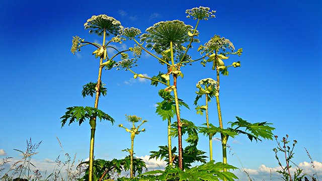 Jättiputkea vasten sinistä taivasta.