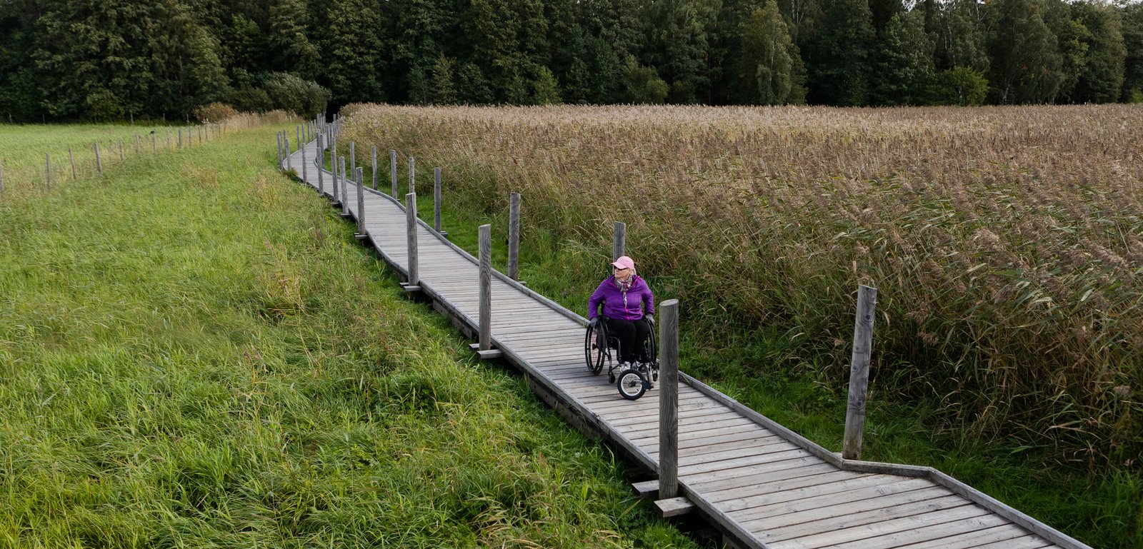 Ruovikossa kulkevia esteettömiä pitkospuita pitkin kulkee ulkoilija pyörätuolilla.