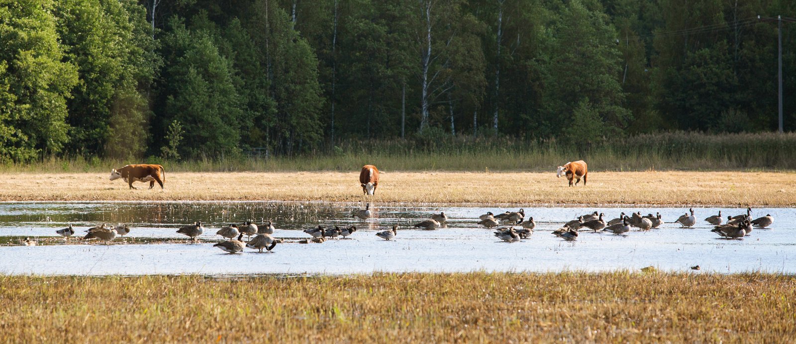 Etualalla vesilintuja matalikossa, taustalla ruovikkoa ja karjaa laiduntamassa.