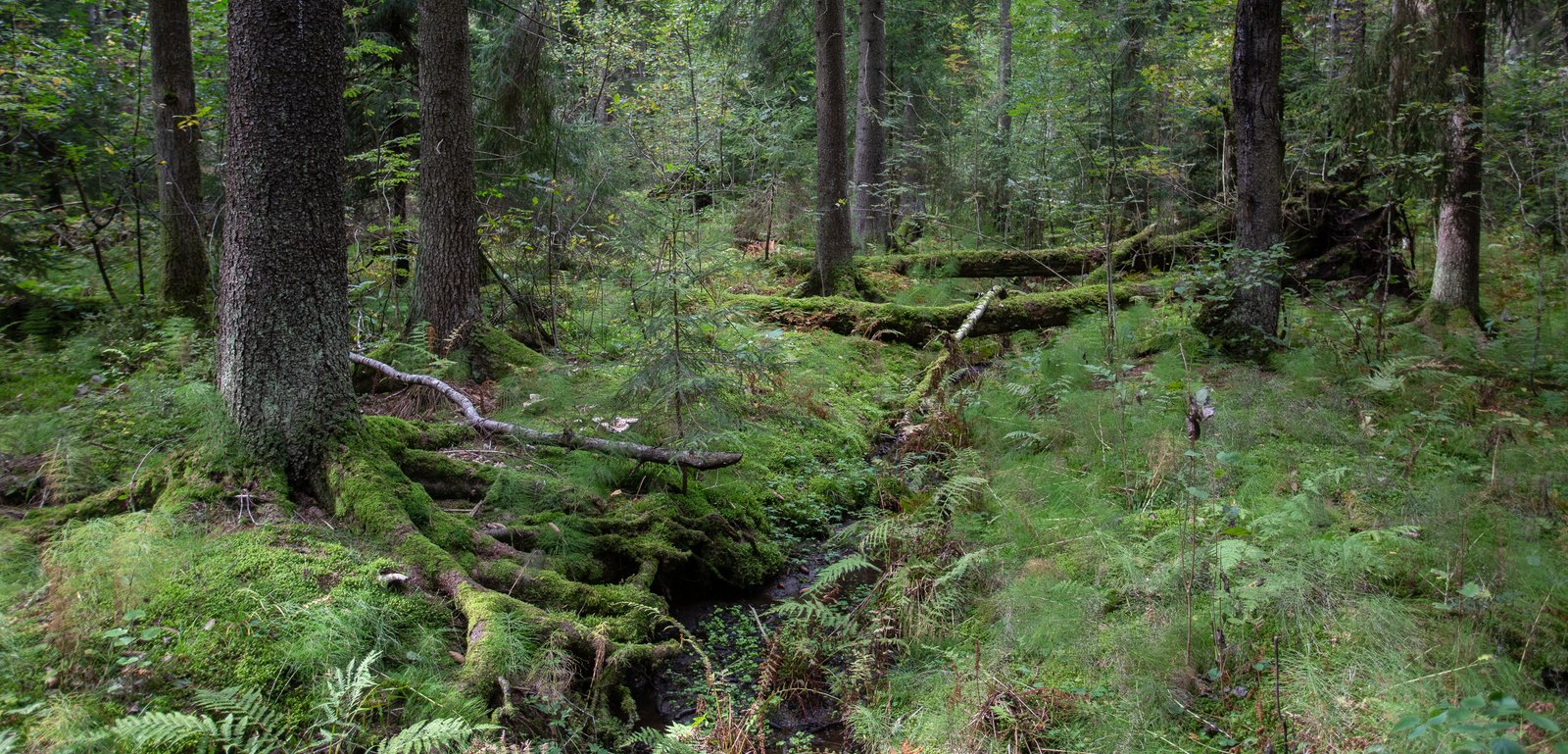 Kuusia, sammalen peittämää lahopuuta ja juurakkoa, keskellä kulkee pieni puro.