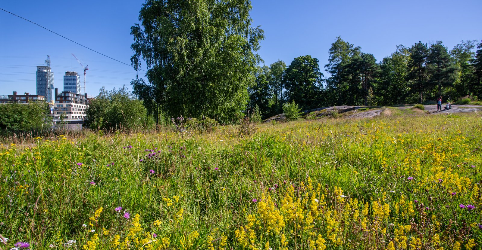 Etualalla keltaisena kukkiva rantaniitty, taka-alalla meri ja kalasataman rakennustyömaata.