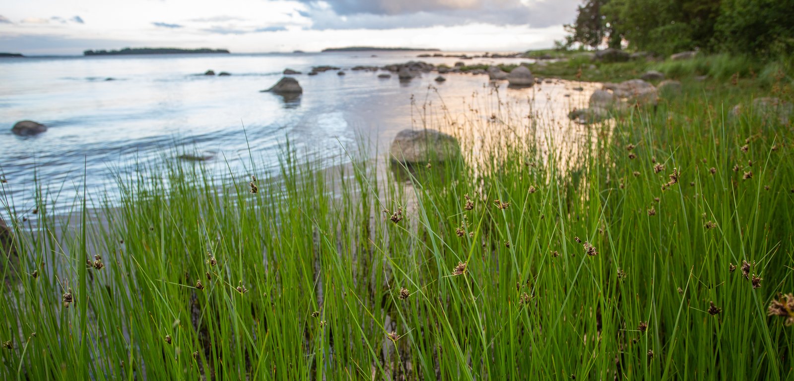 Etualalla vihreää kaislikkoa meren rannassa, taka-alalla meri ja pilviä taivaalla.