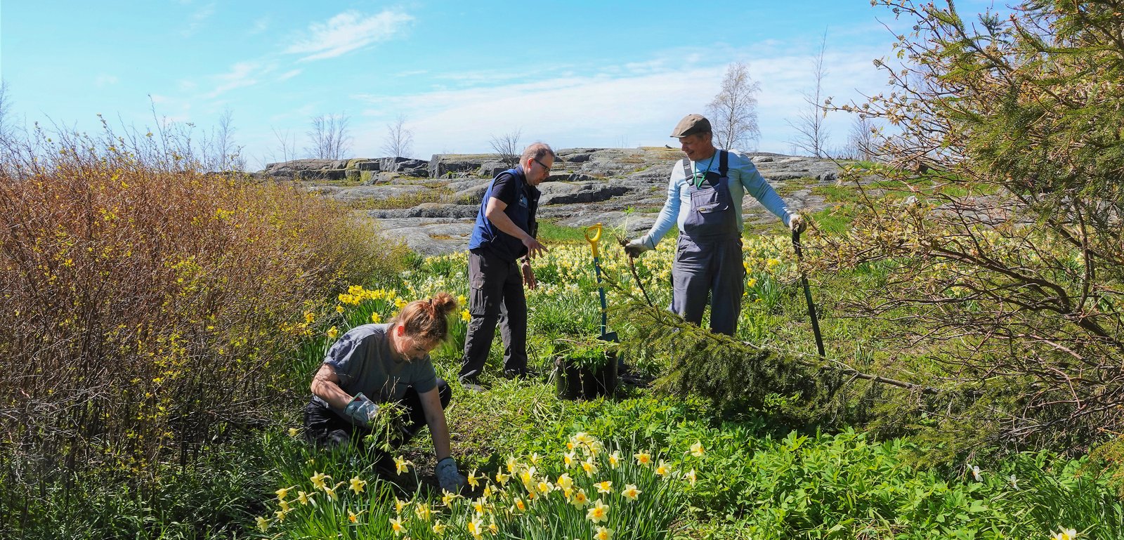 Kolme henkilöä poistamassa  lupiinia muun kasvillisuuden seasta saaressa kevään vihreydessä.