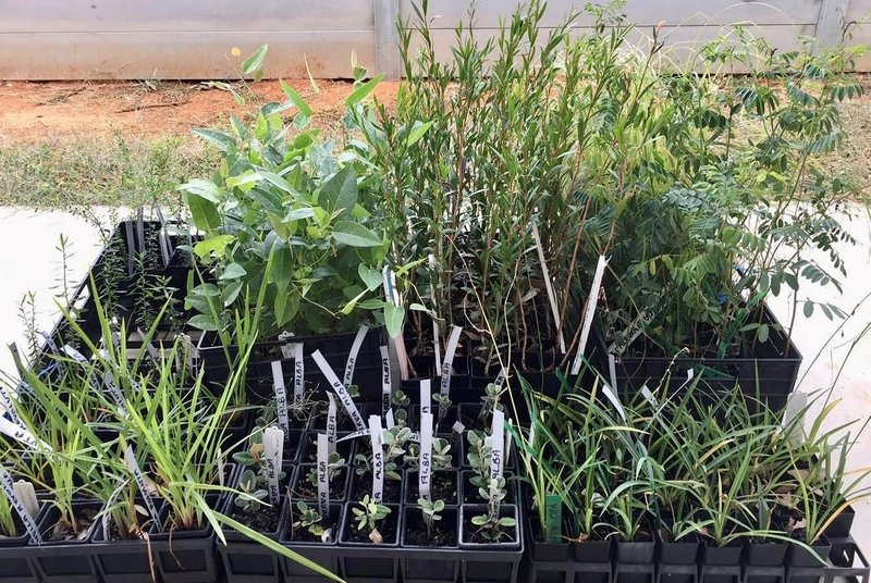 Plants for giveaway day_Kiewa Landcare