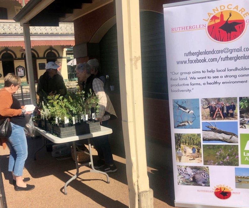 Rutherglen Landcare_Native Plant stall