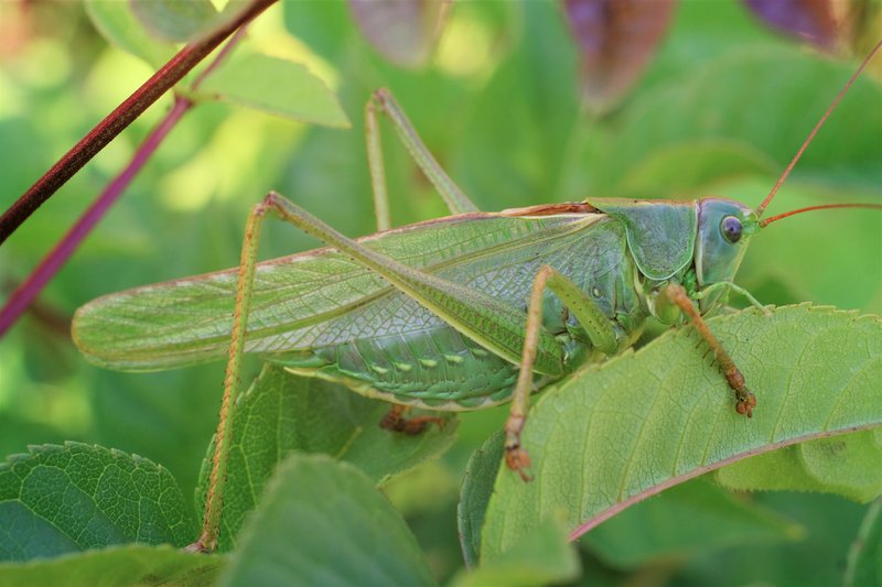 Great Green Bush Cricket