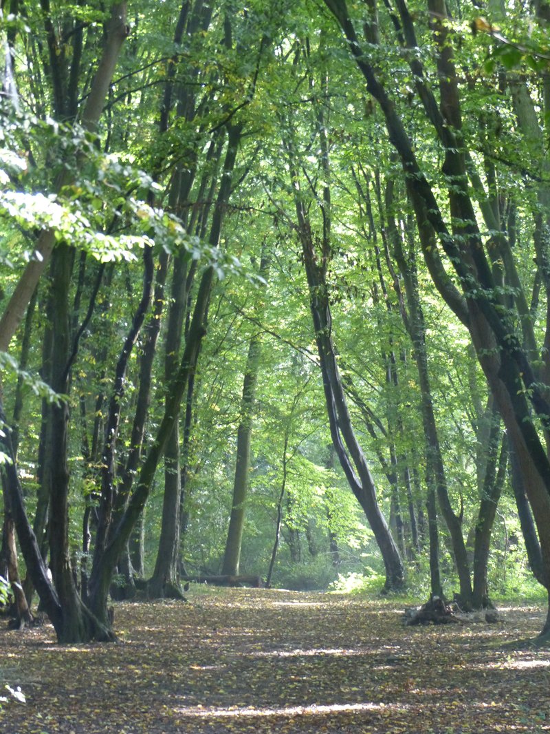 Ridlins Wood
