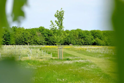 Standard Tree Planted