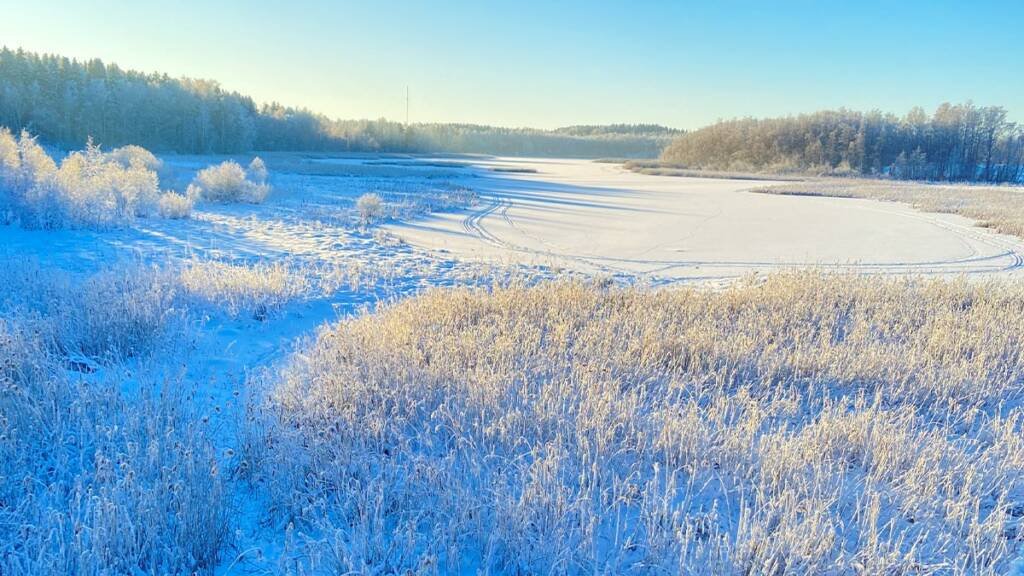 Talvinen Vallonjärvi, etualalla kaislikkoa, taustalla jäätynyt järvi ja vastarannalla lumista metsää