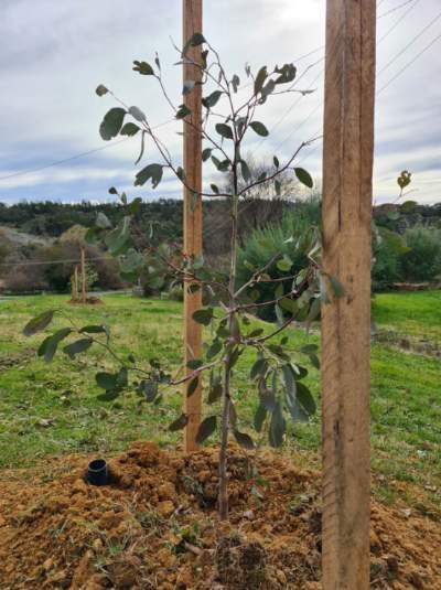 Naturally Cooler Indigo_Planting_July 2023_1