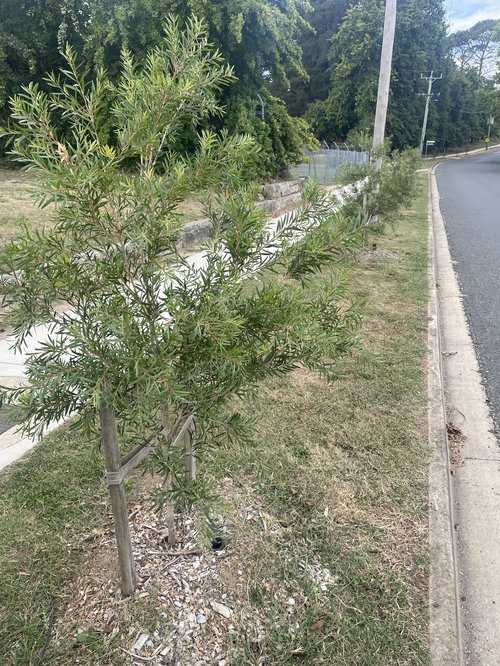 Naturally Cooler Indigo_Planting_July 2023_3