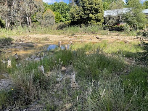 Beechworth Bush Botanical Gardens post flood (Nov 2022)