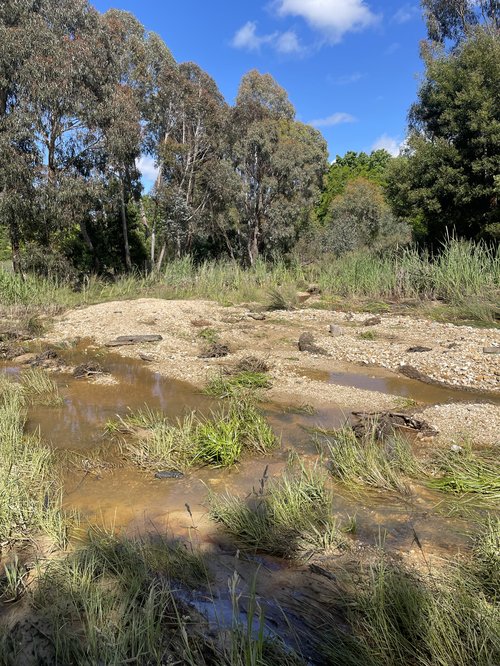 Beechworth Bush Botanical Gardens post flood (Nov 2022)