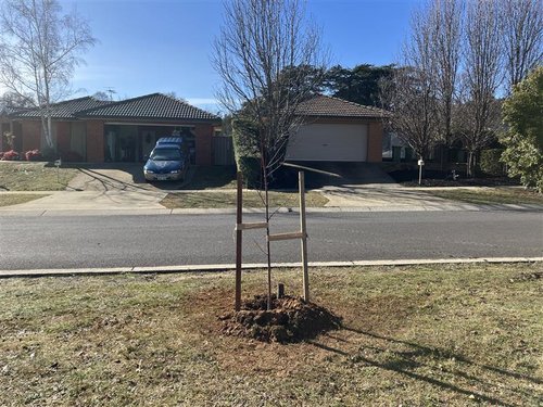 Tree Planting_July 2024