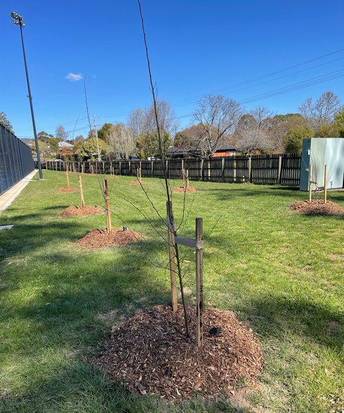 Photo_Beechworth_Tree planting_Beechworth tennis courts_Balaclava Rd_2024