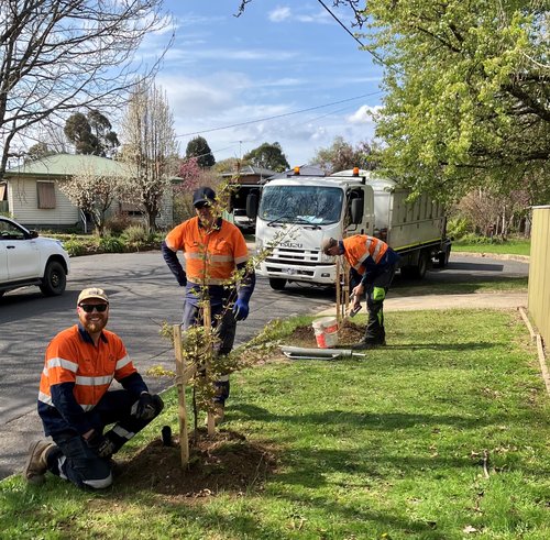 Photo_Beechworth_Tree planting_Naturally Cooler Indigo Project_2024