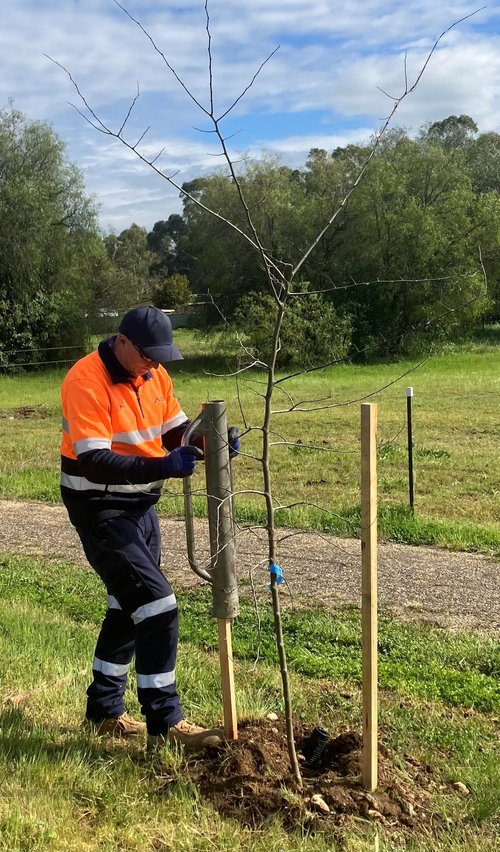 Photo_Rutherglen_Tree planting_Naturally Cooler Indigo Project_2024