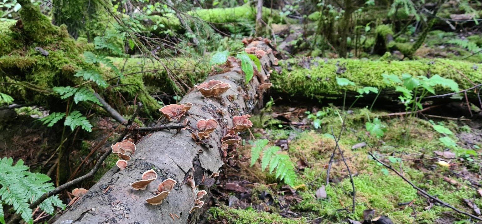 Lahopuuta metsässä