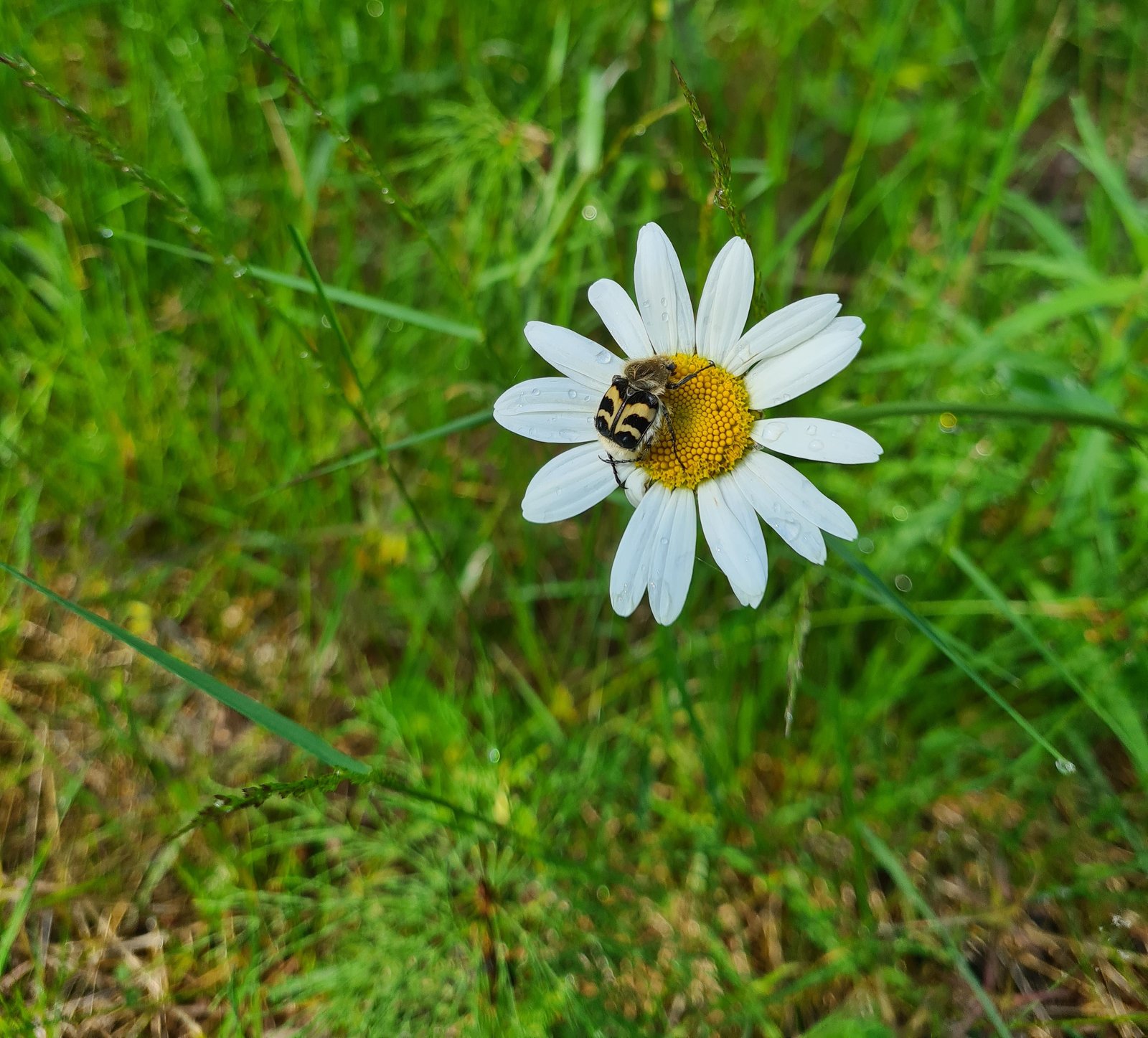 Kimalaiskuoriainen päivänkakkaralla