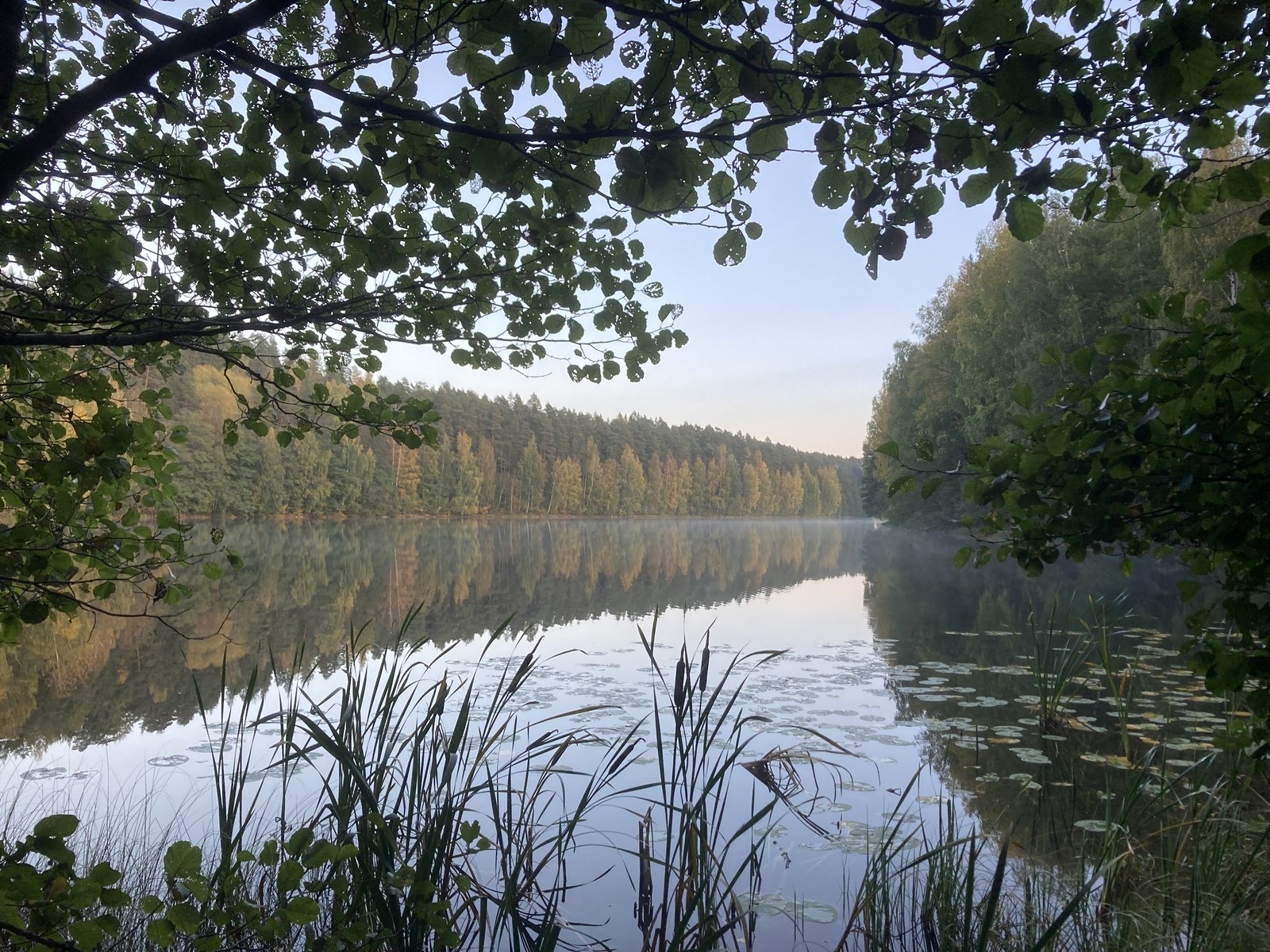 vesialue, puita