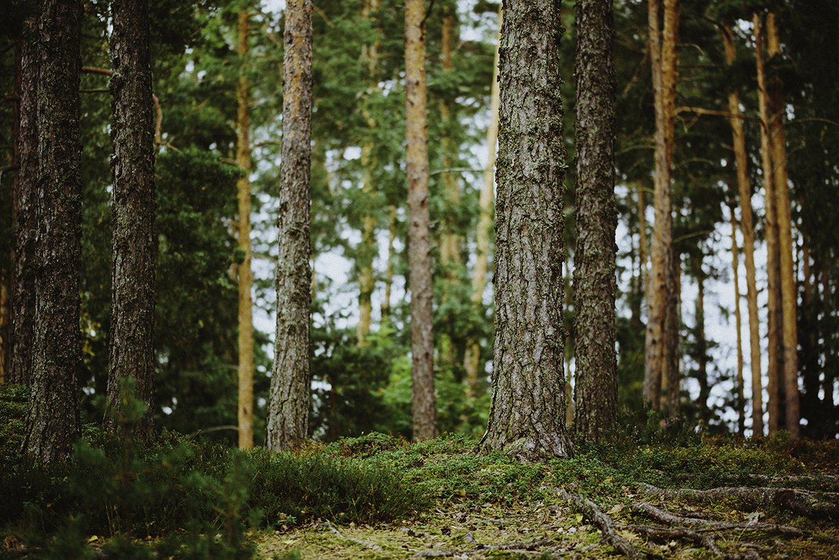 Puita metsässä
