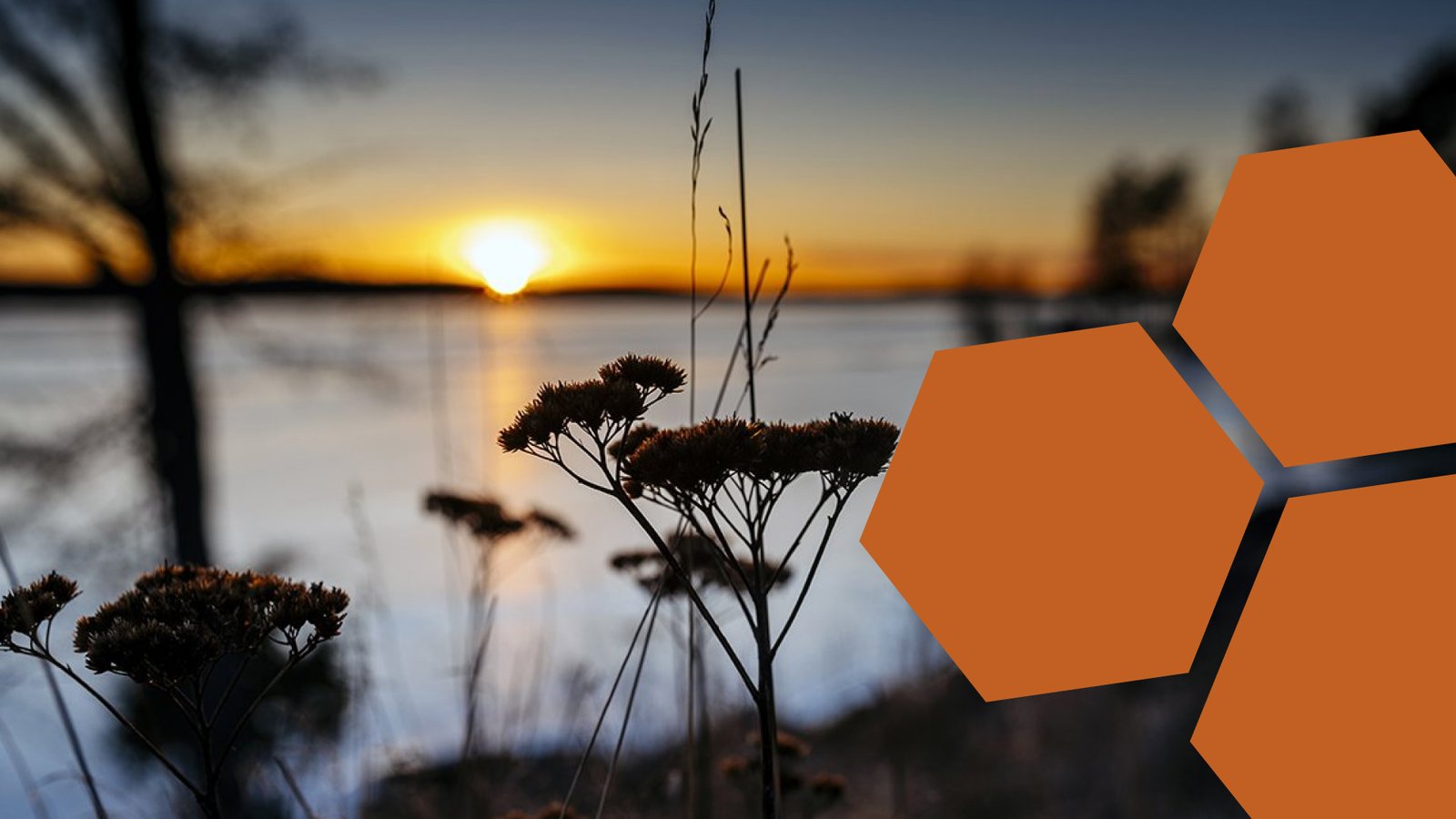 Auringonlasku järvimaisemassa, kuvan etualalla kasvi