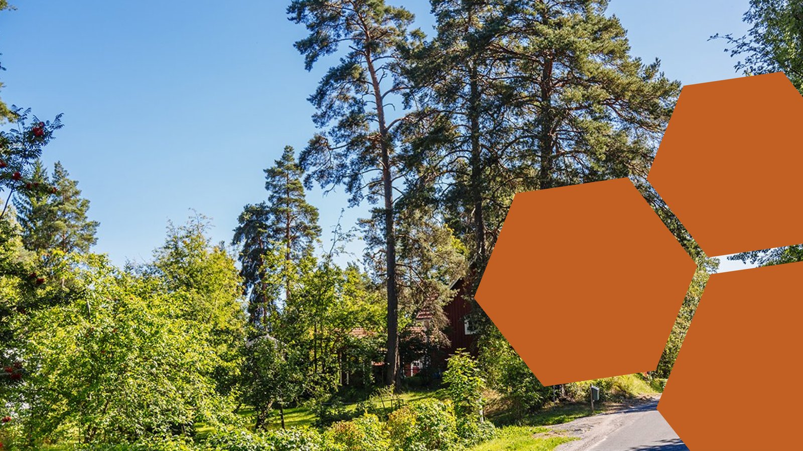 Hiekkatie, jonka varrella puita ja omakotitalo
